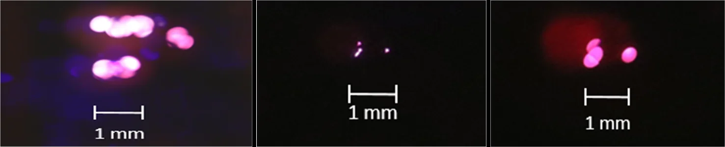 Three glowing spots on the phosphor screen with 1 mm scale bars: many beamlets with no lens, one tight spot at the focus, and a larger spot past it.